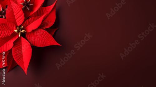 poinsettia flower, decorative flower