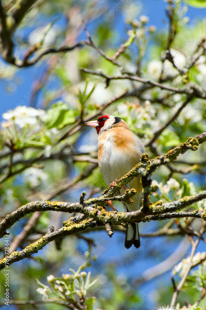 European goldfinch or goldfinch perching on a tree branch European goldfinch or goldfinch perching on a tree branch