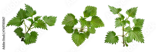 Foto nettle on white isolated background