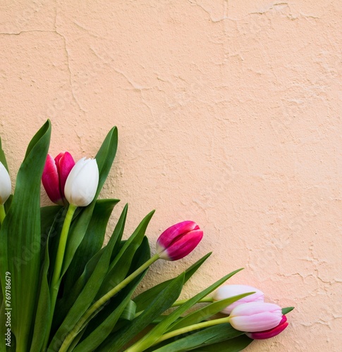Tulips pink and white on a pink background, wall