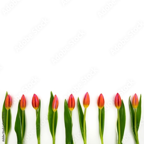 Frame of red tulips on white background