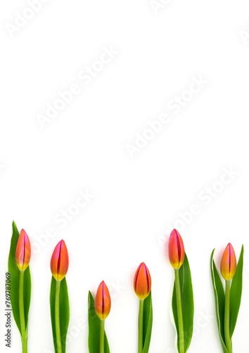 Frame of red tulips on white background