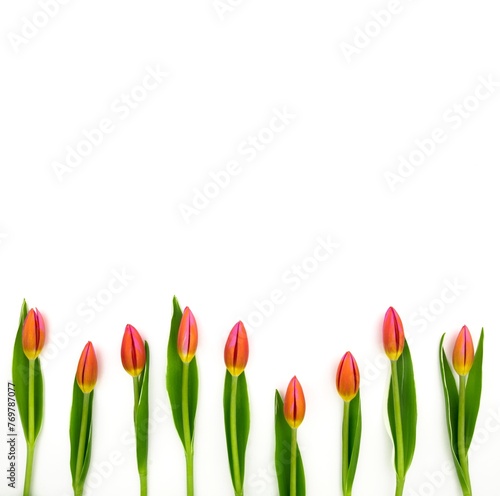 Frame of red tulips on white background