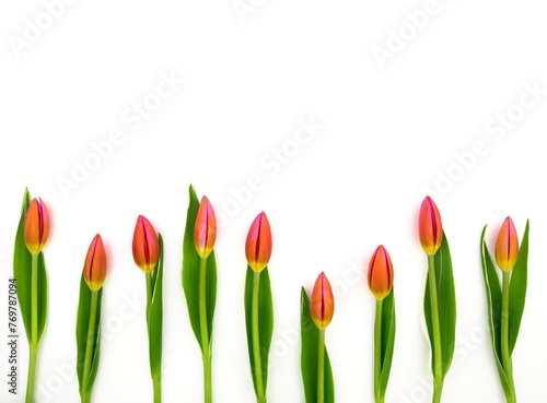 Frame of red tulips on white background