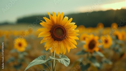 Sunflower field with a single wilted flower  highlighting uniqueness