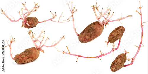 Set of germinated pink potatoes isolated on white background
