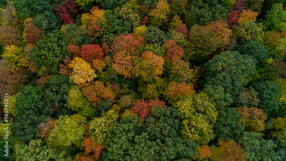 Naklejka premium An aerial shot of a colorful fall Forest on a hill