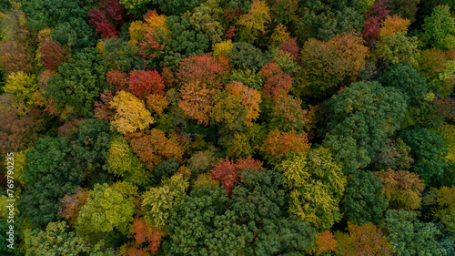 An aerial shot of a colorful fall Forest on a hill