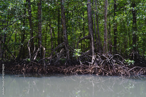 Mangrove forest in Philippine Sabang, Puerto Princessa. Thickets of mangrove trees with roots in the water photo