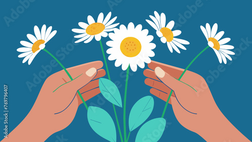  A pair of hands carefully picking wild chamomile flowers a plant known for its soothing and calming properties in traditional medicine.