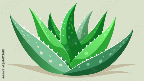  A closeup of aloe vera leaves with its clear gel known for its soothing and moisturizing properties ready to be used for a variety of skin