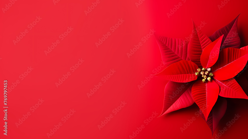 Minimalistic background with poinsettia flowers, top view with empty copy space Minimalistic background with poinsettia flowers, top view with empty copy space