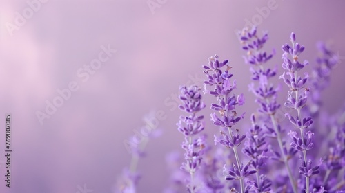 Delicate purple lavender flowers against a soft lilac background with subtle bokeh effect.