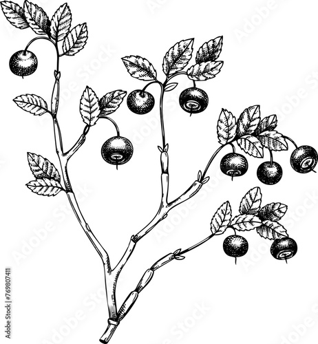 Vintage bilberry plant with berries and leaves sketch, hand-drawn berry illustration, botanical drawing