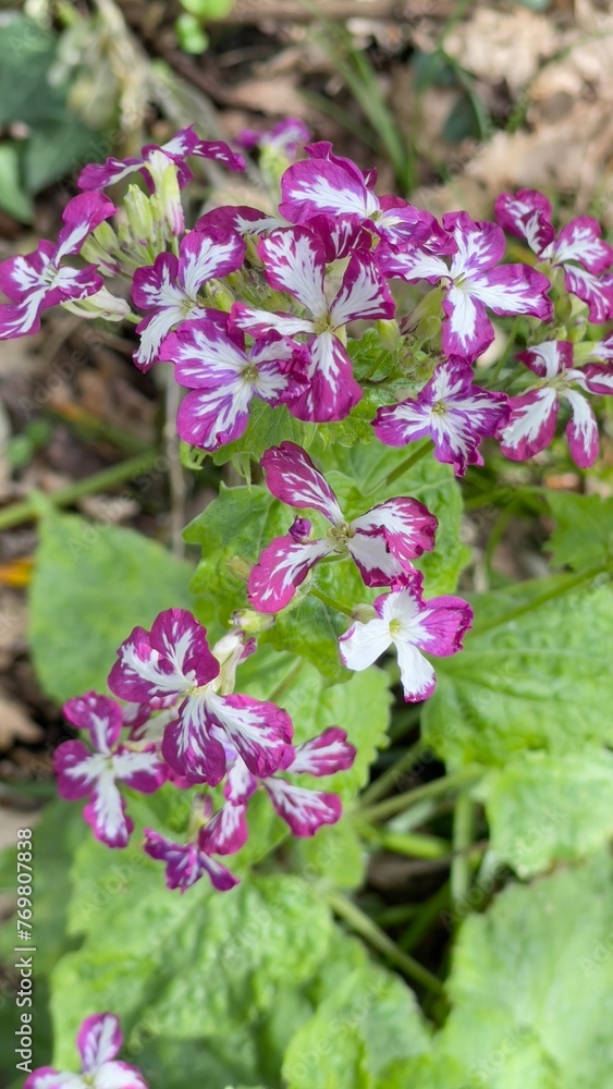Obraz premium flowers in the garden Lunaria annua, monnaie-du-pape, lunaire