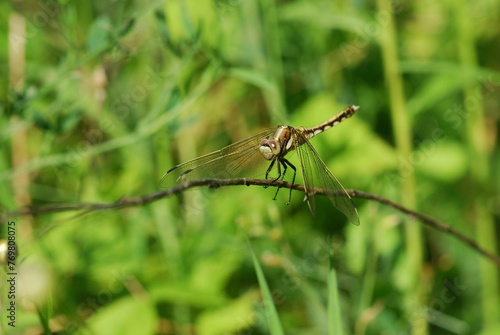 dragonfly on a branch © oleg