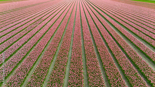 pink tulip fields in spring in the netherlands dronehoto
