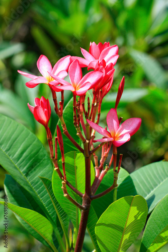 Pink frangipani flowers photo