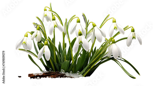 Delicate Snowdrop Blossom on transparent background.