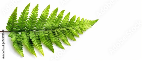   A close-up of a fern leaf on a white background