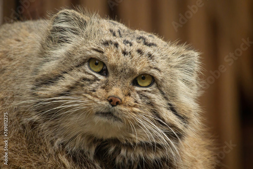 Portrait manul cat palla´s cat. Face wild nad undomestic asian cat. photo