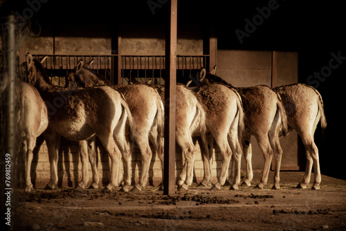 Turkmenian kulan (Equus hemionus kulan) photo