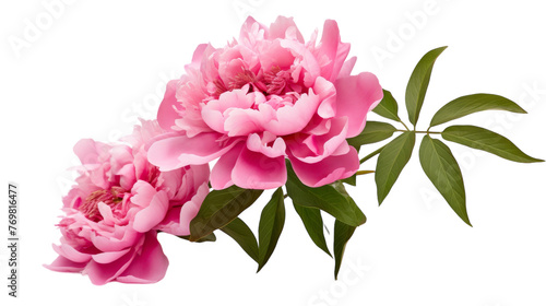 Peony Serenity on transparent background.