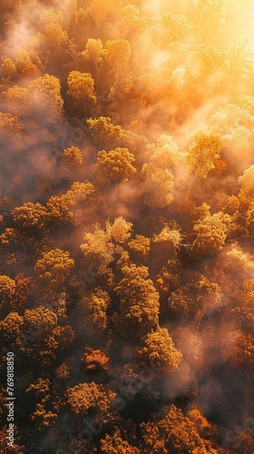 Sunrise over a misty forest, warm hues, drone view, high contrast. 