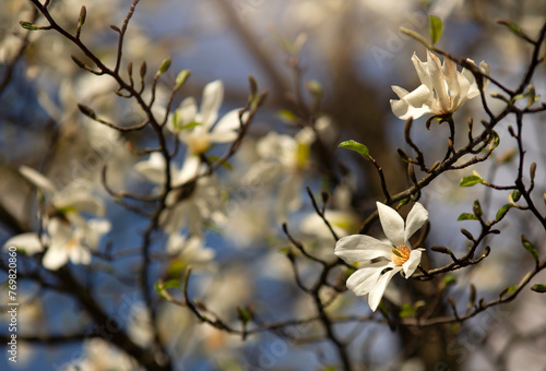 Fototapeta Naklejka Na Ścianę i Meble -  Piękne, białe kwiaty Magnolii gwiaździstej. Tapeta, dekoracja