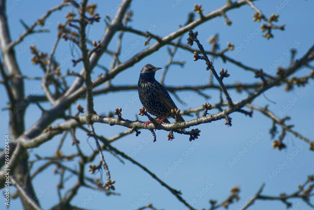 Common starling (Sturnus vulgaris) sitting in a tree in Zurich, Switzerland Common starling (Sturnus vulgaris) sitting in a tree in Zurich, Switzerland