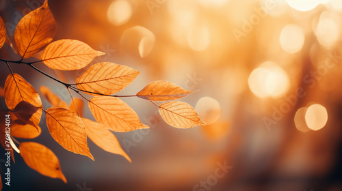 Golden and orange leaves, soft blurred park background, bright, eyelevel, sunny