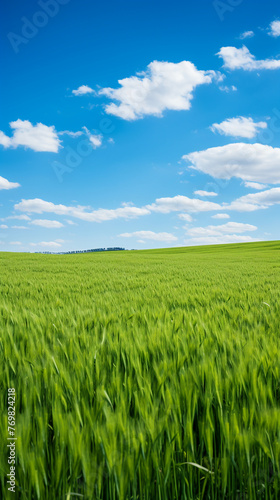 Lush grass field  early spring  wide angle  eyelevel  clear blue sky backdrop