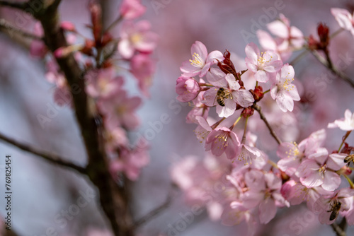 Bee on the pink cherry blossom