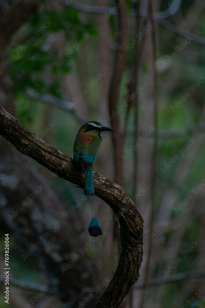 Obraz premium Bird on a tree branch. (Broad-billed Motmot)