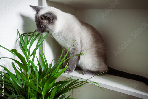 
A purebred Thai cat eats a domestic plant, poisonous plants for pets azalea, oleander, tulip, plants for cats catnip, cat grass, spider plant, mint, rosemary, basil.





