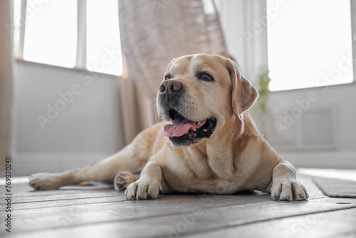 Labrador retriever dog lies on the floor at home. Scaleup portrait of cute doggy