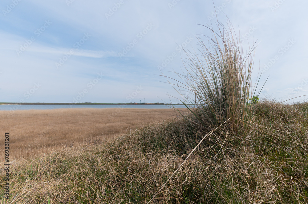 Obraz premium Ammophila arenaria - Marram grass - European beachgrass - Oyat - Gourbet