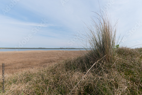 Ammophila arenaria - Marram grass - European beachgrass - Oyat - Gourbet