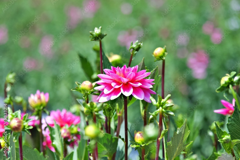 Dahlias in Garden