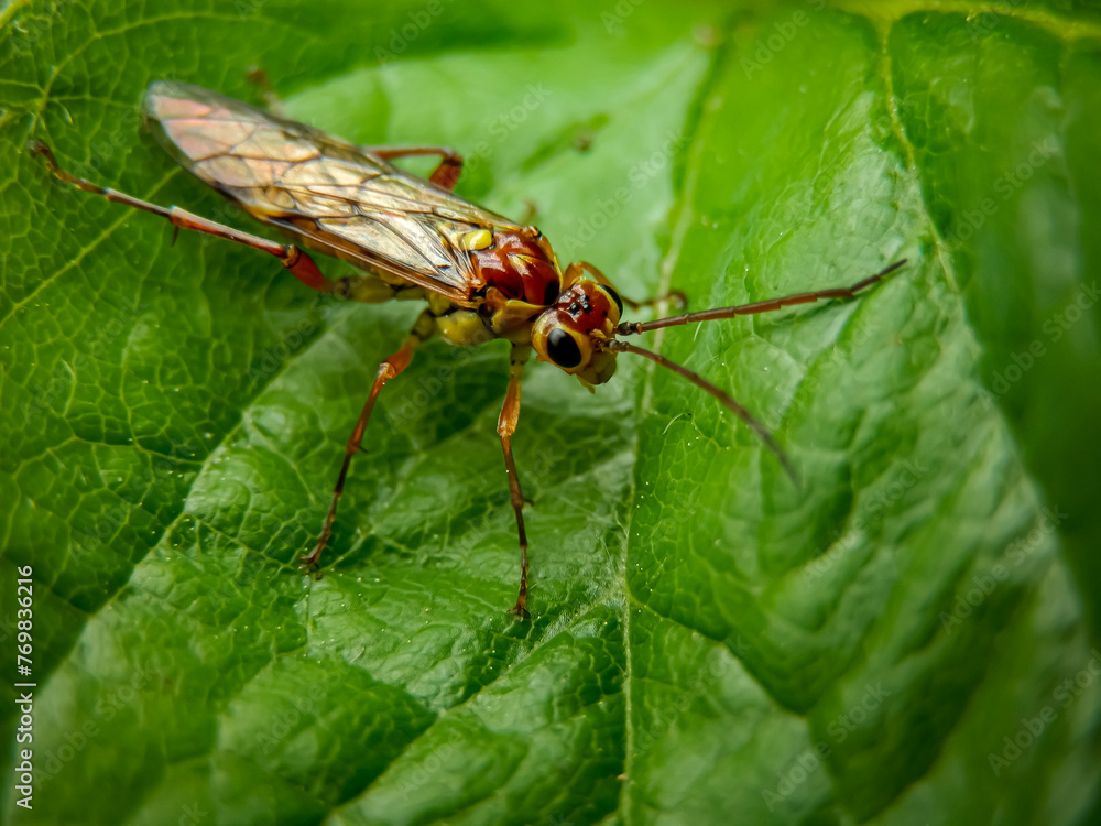 A closeup shot of a fly on a green leaf. A closeup shot of a fly on a green leaf.