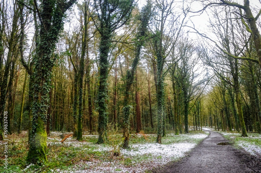 Fototapeta premium path in the woods