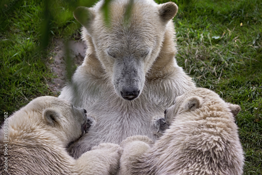Mom polar bear feeding her two cubs