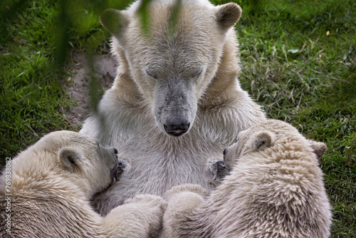 Mom polar bear feeding her two cubs