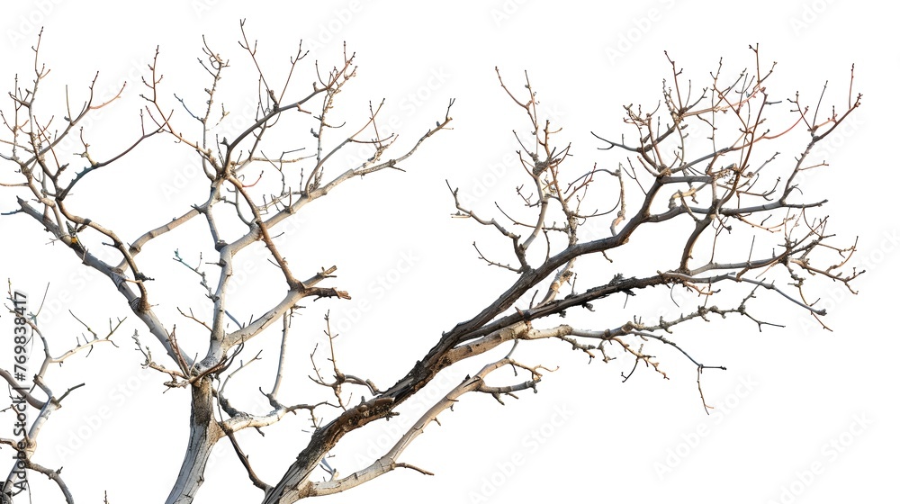 Eternal Elegance: Timeless Beauty of Isolated Branches