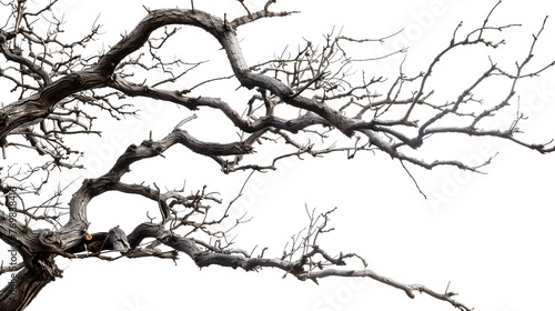 Eternal Elegance  Timeless Beauty of Isolated Branches