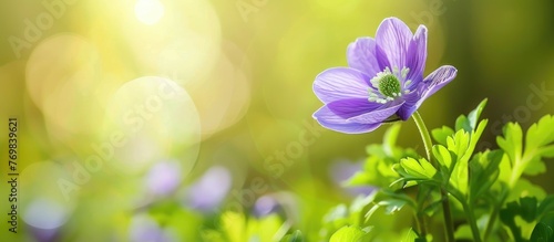 A macro photograph of a purple flower standing tall in a field with sunlight filtering through its leaves, showcasing the beauty of this herbaceous plant