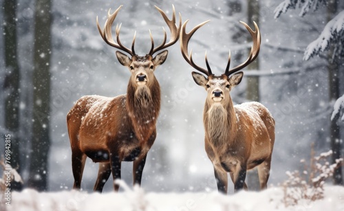 Beautiful deers with large antlers in a winter forest during a snowfall, Christmas concept 