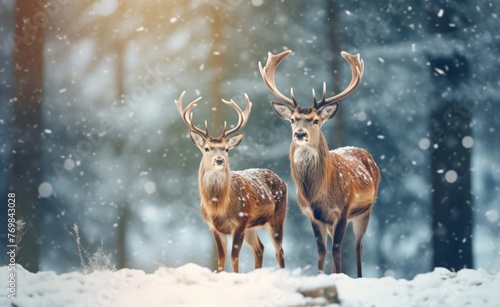 Beautiful deers with large antlers in a winter forest during a snowfall  Christmas concept 