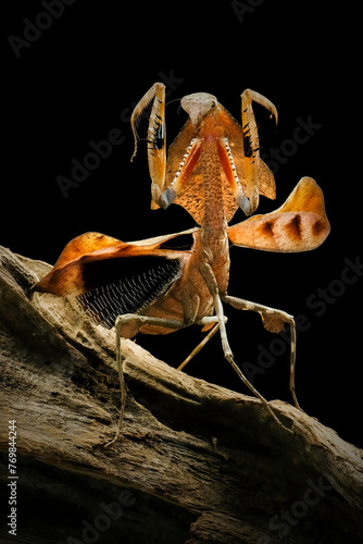 dead leaf mantis deroplatys lobata photo