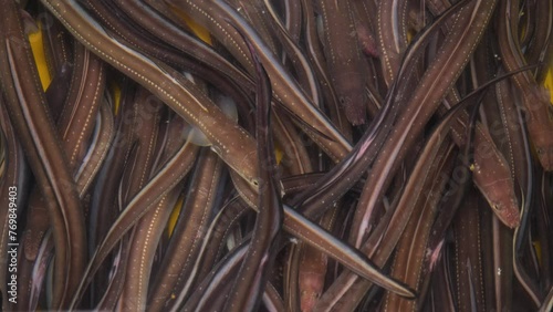 Eels in the biggest fish market in Korea. Jagalchi fish market in Busan, South Korea. High quality 4k footage photo